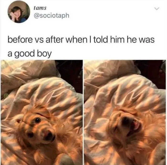 49 Funny Memes Shared By “Dog Memes Galore” That Pet Owners Might Relate To