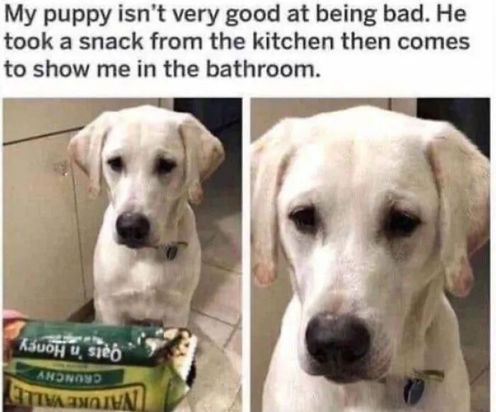 49 Funny Memes Shared By “Dog Memes Galore” That Pet Owners Might Relate To