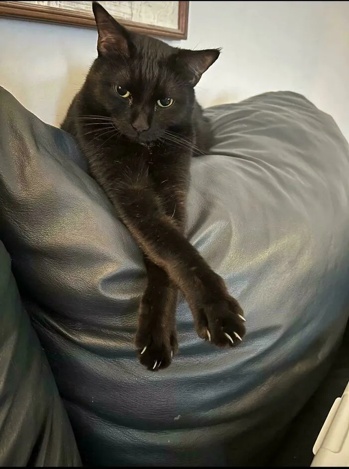 A black cat resting on a leather sofa displaying its sharp cat claws.