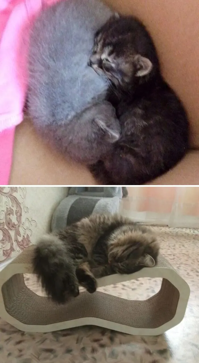 A heartwarming rescue cat transformation from two tiny kittens curled up together to a healthy, sleeping adult cat.