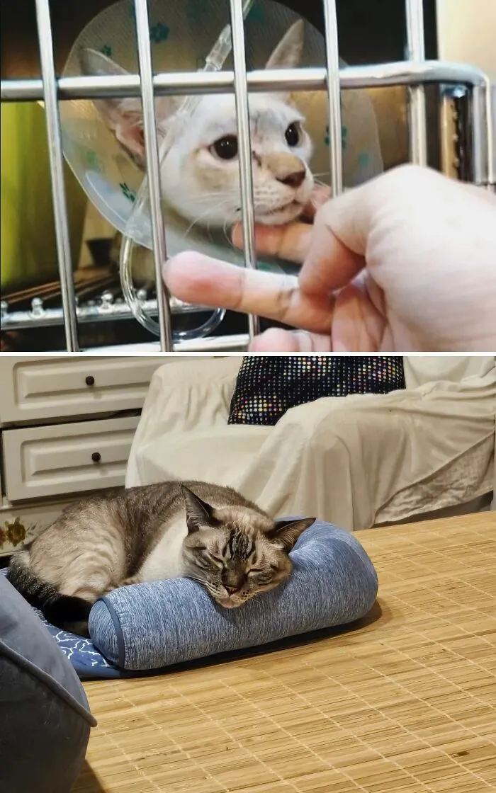 A rescue cat transformation before and after: a cat in a cone looking through bars, then sleeping peacefully on a pillow.