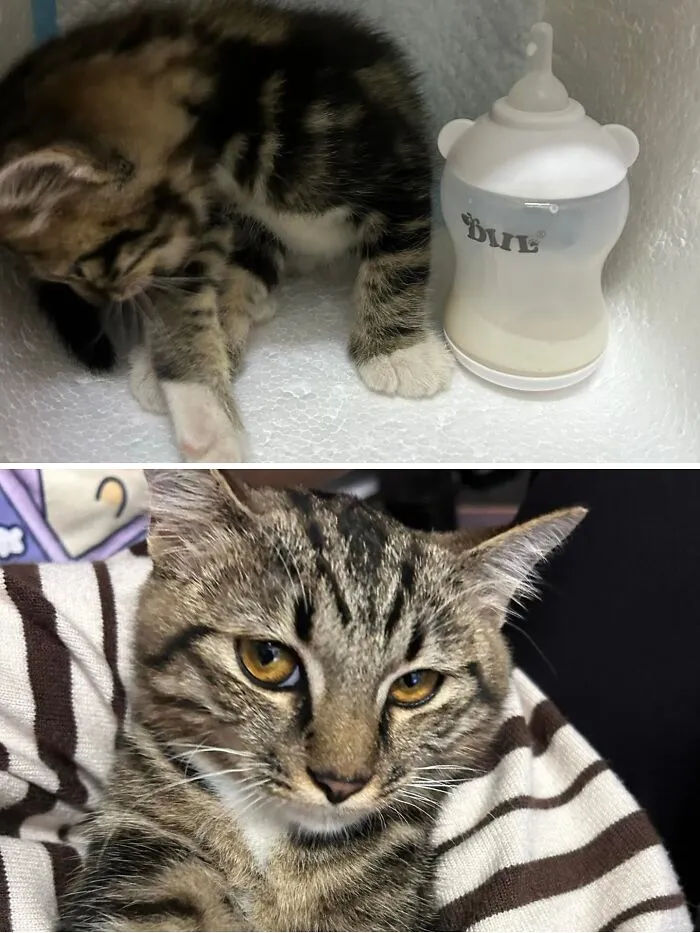 A rescue cat transformation showing a tiny kitten next to a bottle, then a healthy tabby cat close-up.