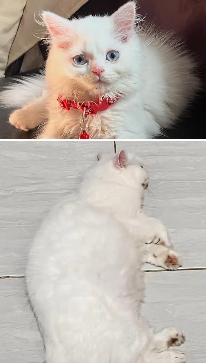A before-and-after image showing a fluffy white rescue cat transformation from a small kitten to a relaxed adult.