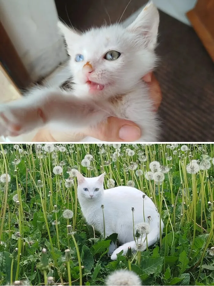 A rescue cat transformation: a small white kitten with different colored eyes, then a majestic white cat in dandelions.