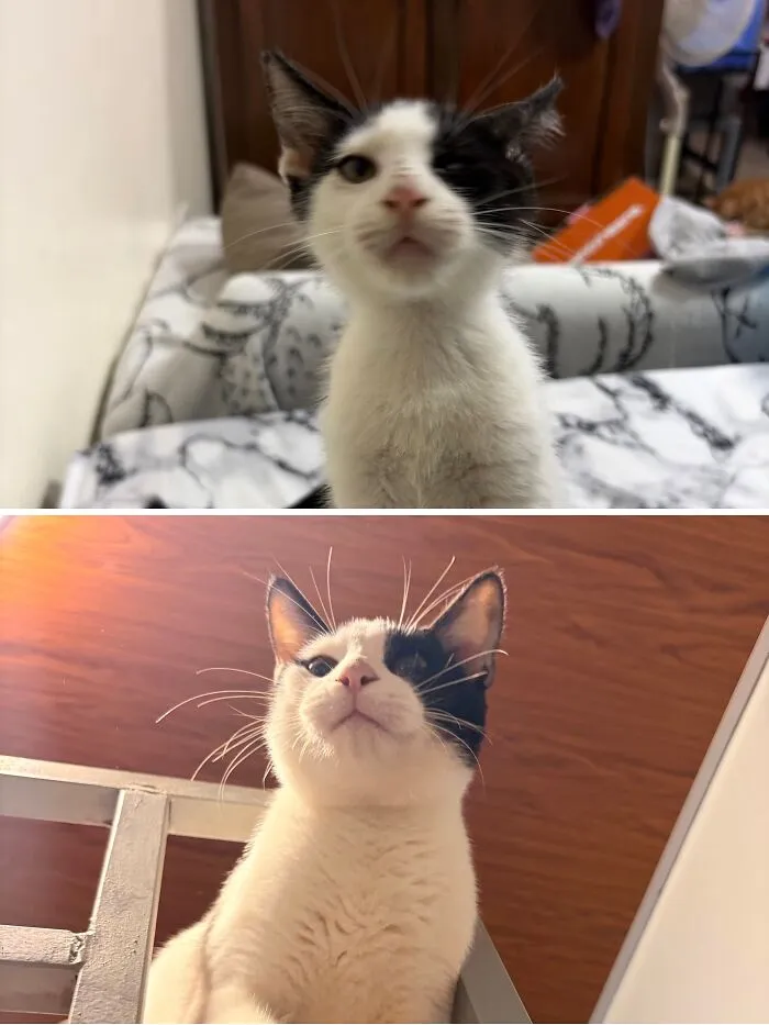 A rescue cat transformation featuring a black and white kitten looking up, then a grown cat with the same markings looking up.