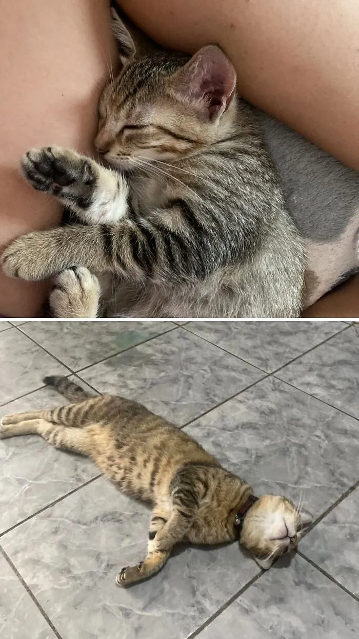 Before and after image of a rescue cat transformation, showing a tiny kitten sleeping and a grown cat lounging.