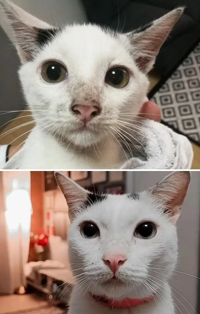 A before and after image showing a rescue cat transformation from a wide-eyed, slightly dirty kitten to a clean, alert adult cat.