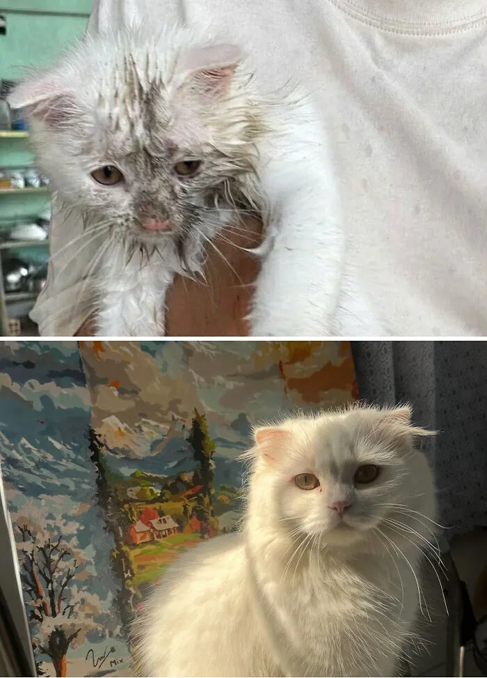73 Cats Who Underwent A Complete Transformation After Finding Their Forever Homes