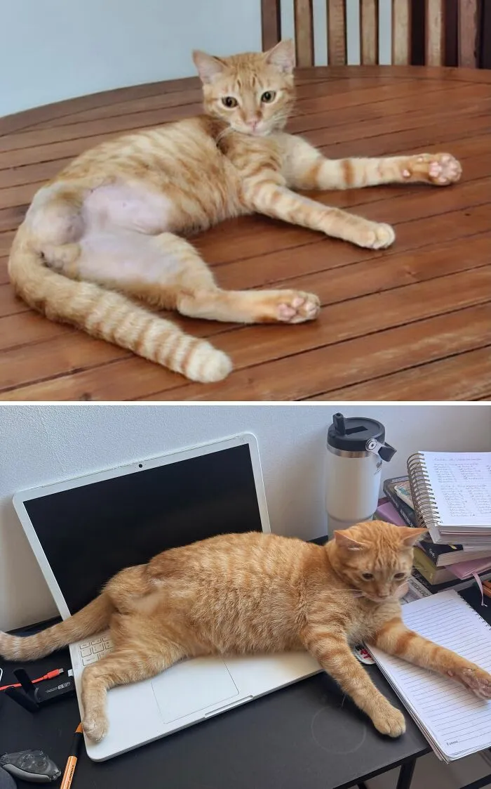 Rescue cat transformation before and after, showing an orange tabby cat lying on a wooden table, then relaxed on a laptop.