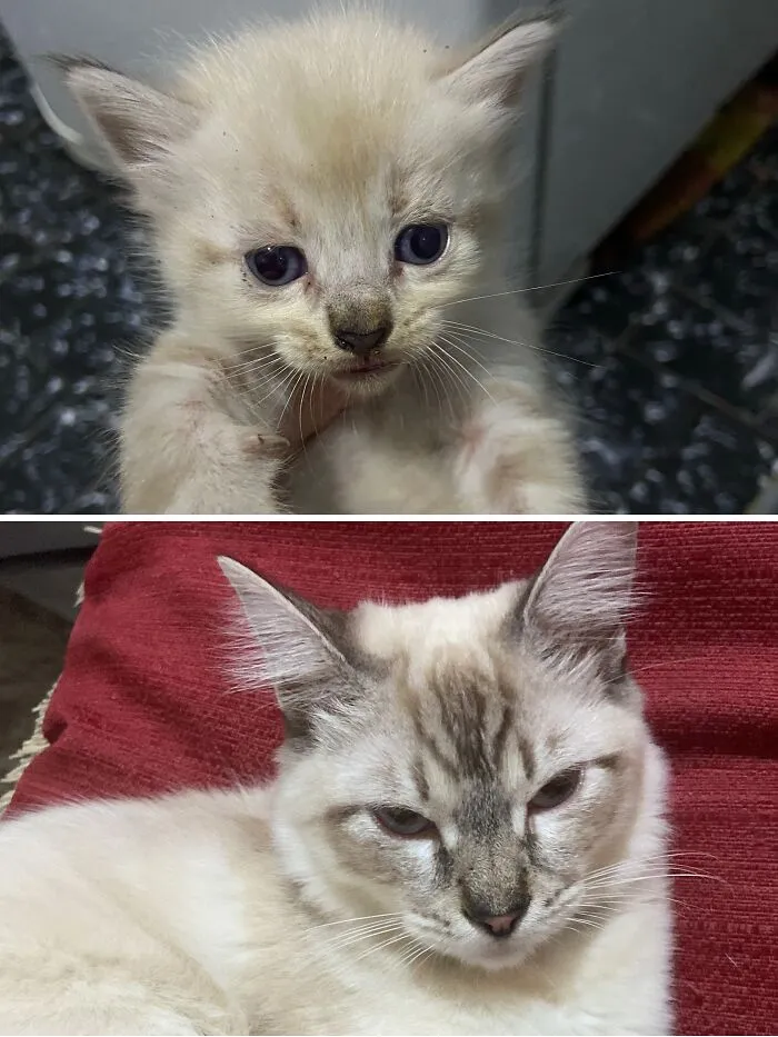 Before and after image of a rescue cat transformation, showing a dirty kitten and then a beautiful adult cat on a red cushion.