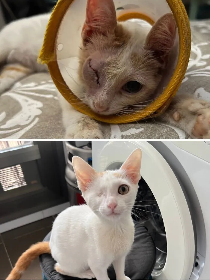 Don't Buy, Always Always Adopt A Street Cat