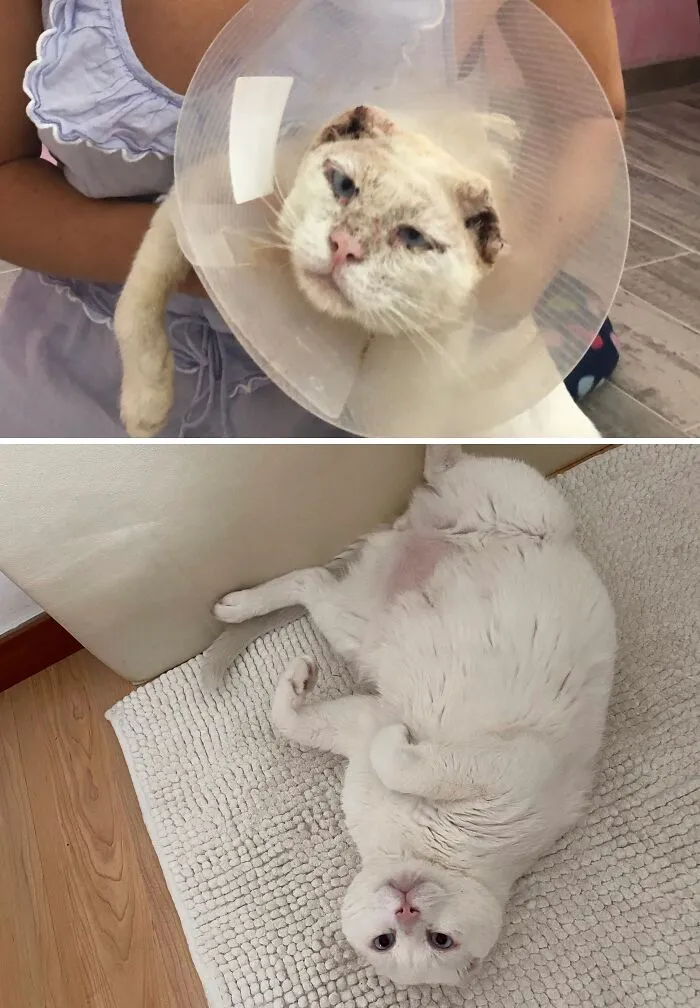 A before-and-after image of a rescue cat transformation: a cat with a cone receiving care and a fluffy cat resting comfortably.