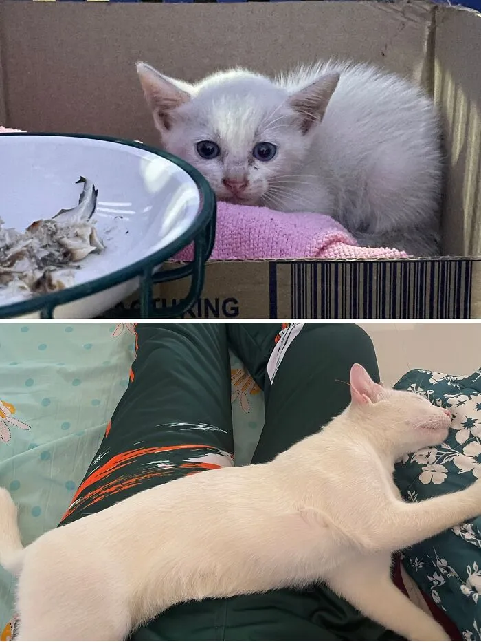 A before and after image of a rescue cat transformation: a tiny white kitten in a box and a content white cat sleeping on a lap, healing your soul.