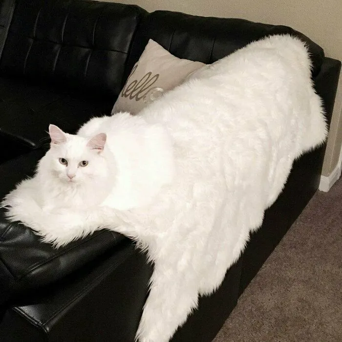 Big Kitty Melting On A Sofa