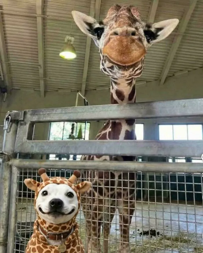 Hey Everyone, Here's A Smiling Dog In A Giraffe Costume. I Know You Have A Lot Going On But I Can Only Hope Your Day Makes You Feel This Good