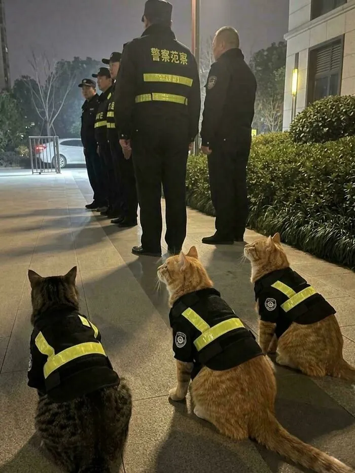 China Is Turning Stray Cats Into Police Officers