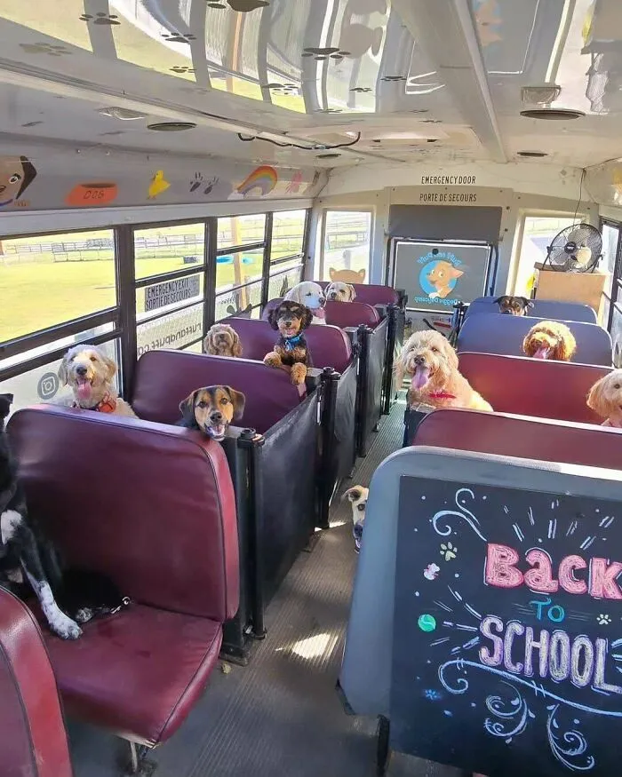 In Canada, Dogs Go To School So They Don't Have To Be Home Alone