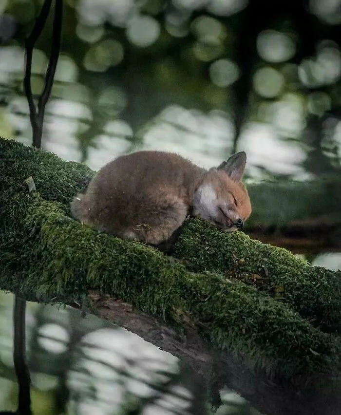 Baby Fox Napping In The Woods