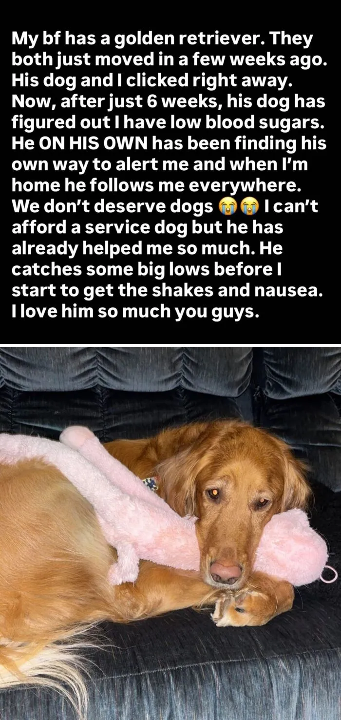 We Don’t Deserve Dogs 🥺