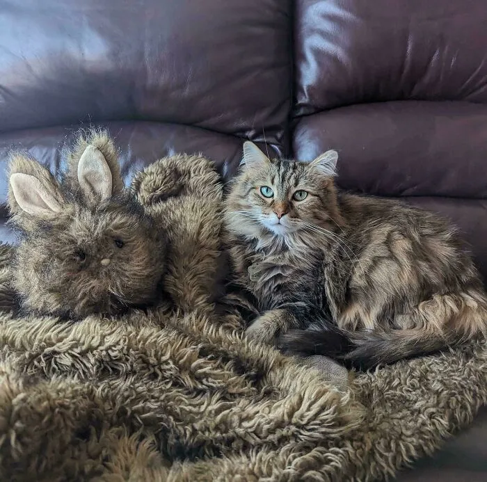 My Cat Vicky Matches The Blanket And The Stuffie