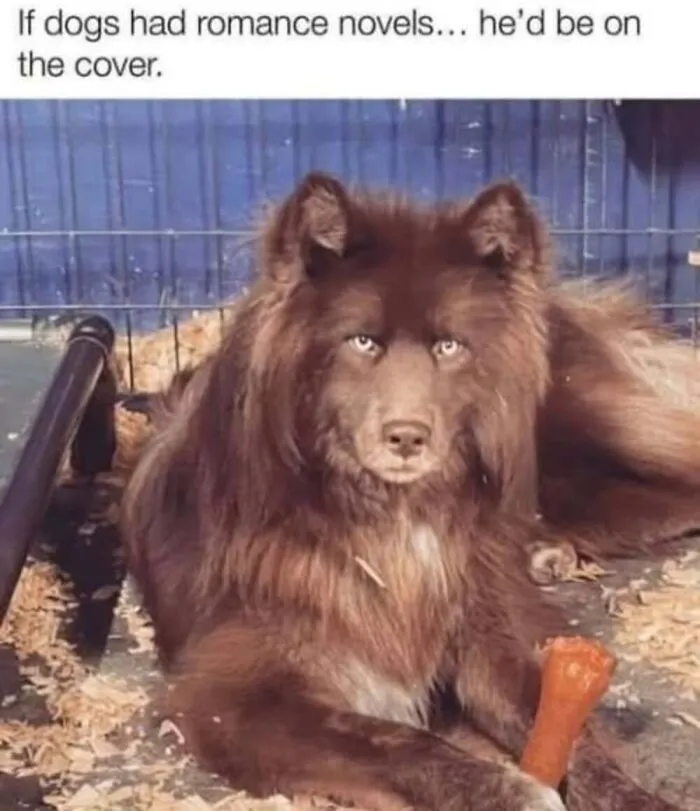 50 Memes From ‘Animal Comedy’ That Perfectly Capture The Funny Side Of Our Furry Friends