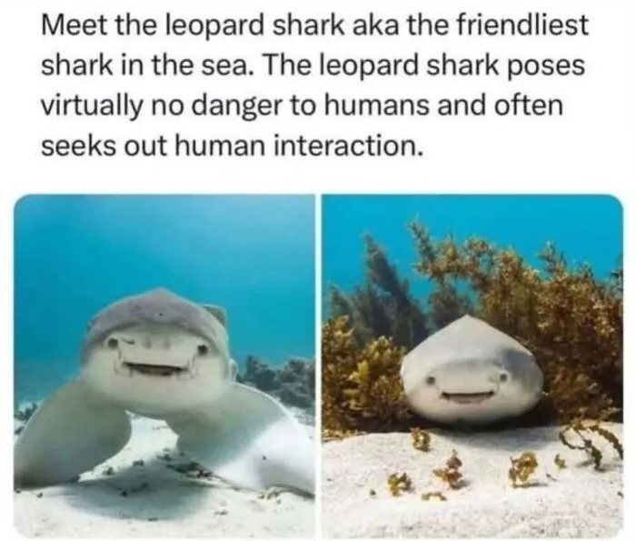 50 Memes From ‘Animal Comedy’ That Perfectly Capture The Funny Side Of Our Furry Friends