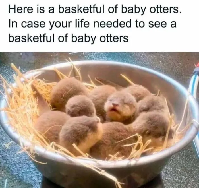 50 Memes From ‘Animal Comedy’ That Perfectly Capture The Funny Side Of Our Furry Friends