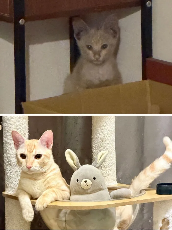 2025vs2026🐱