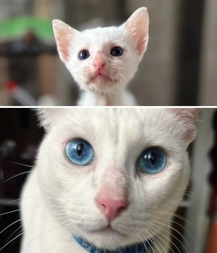 2024 vs. 2026, Rescued From The Streets, Meet Meadow 🩵