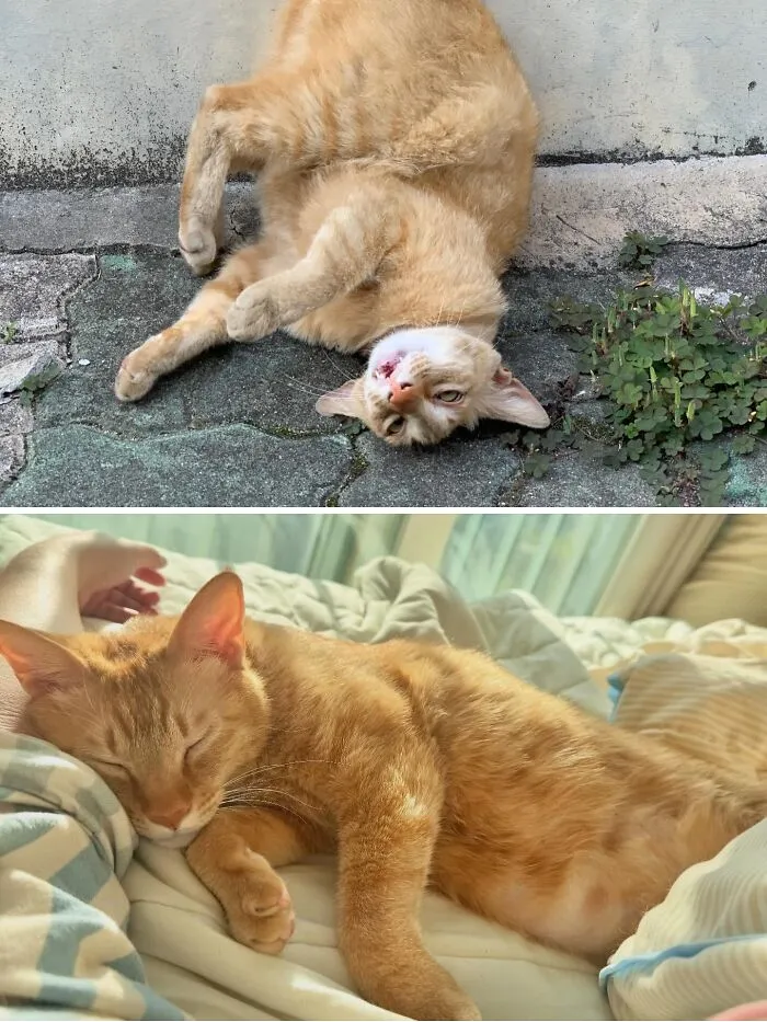 An orange tabby rescue cat's transformation, from lounging outside to comfortably napping on a bed.