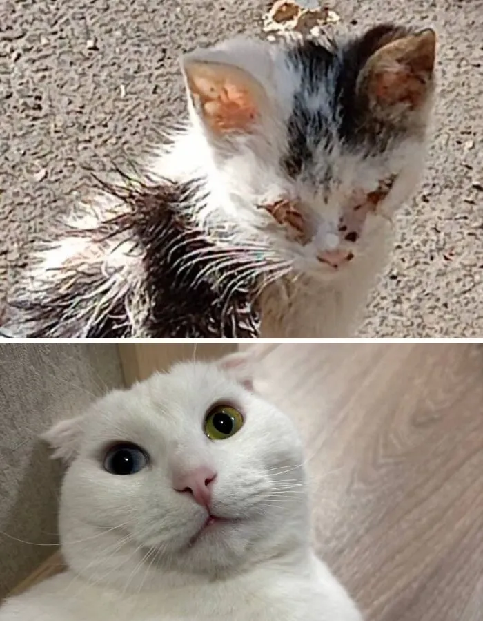 I Met This Kitty On The Exact Day I Found My Other Kitty, Only A Year Later. It's Just Fate