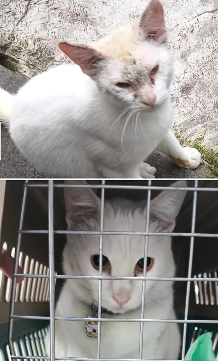 A before and after image of a rescue cat transformation: a sickly white cat outdoors and a healthy white cat in a carrier.