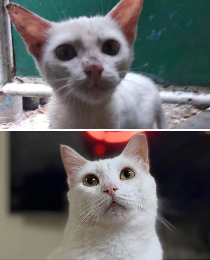 A before and after image showing the heartwarming transformation of a rescue cat, from a shy kitten to a confident pet.