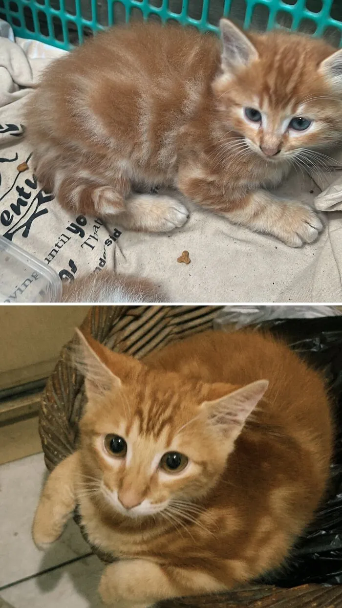 A before and after image of a rescue cat transformation: a small, scruffy orange kitten and a plump, healthy orange kitten.