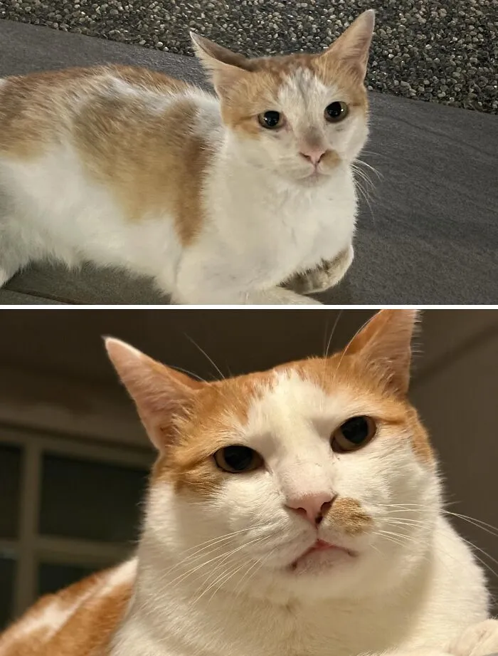 Transformation of a rescue cat, with a shy, scruffy cat and a confident, well-fed cat with orange patches.