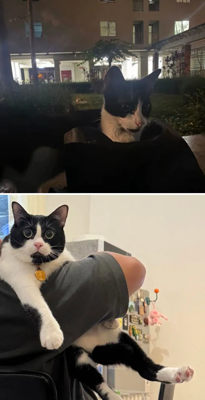 Rescue cat transformation before and after, showing a timid black and white cat outdoors and a happy cat being held.