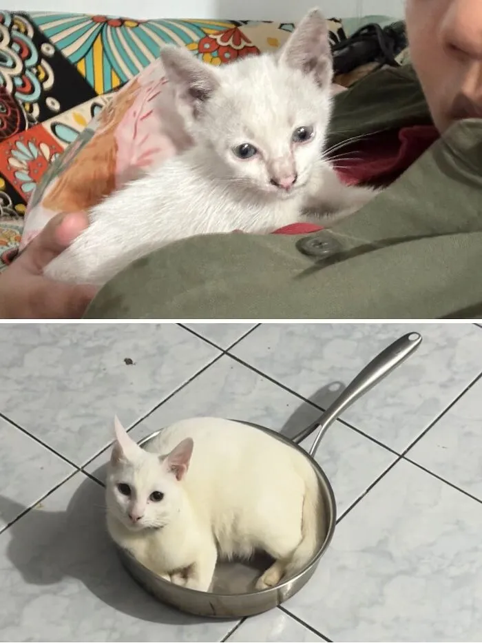 A before and after image of a rescue cat transformation: a tiny white kitten held by a person and a fluffy white cat in a pan.