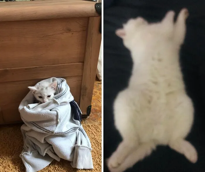 Rescue cat transformation image, showcasing a small white kitten wrapped in clothes and a healthy adult cat playing.