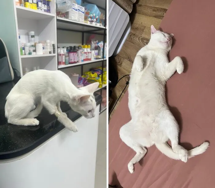 Rescue cat transformation before and after, featuring a skinny white cat by medical supplies and a healthy cat relaxing.