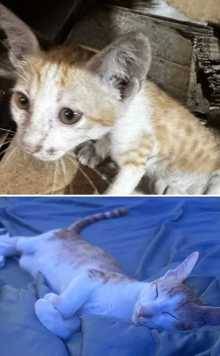 A before-and-after image of a rescue cat transformation: a small kitten looking up and a larger cat peacefully sleeping.