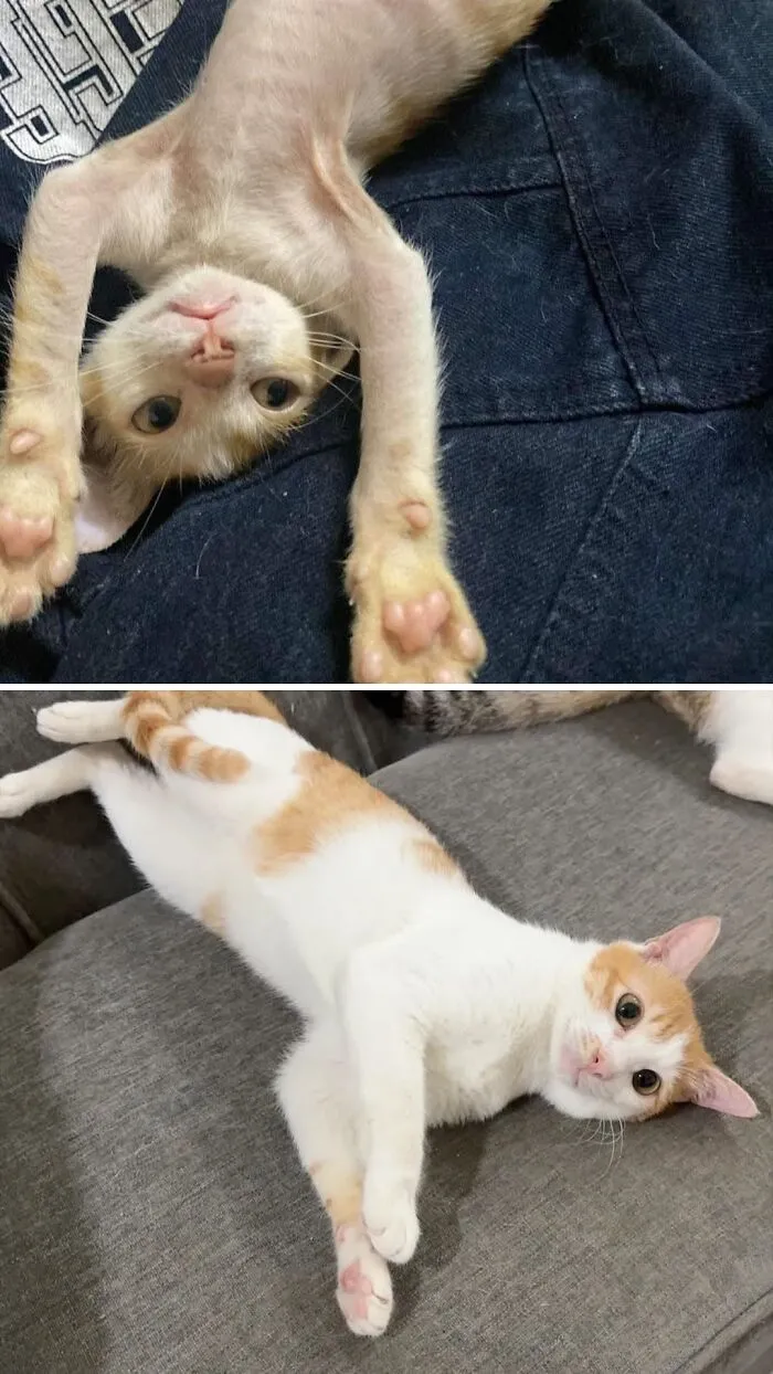 A before-and-after image of a rescue cat transformation: a playful kitten on its back and a happy cat relaxing on a couch.
