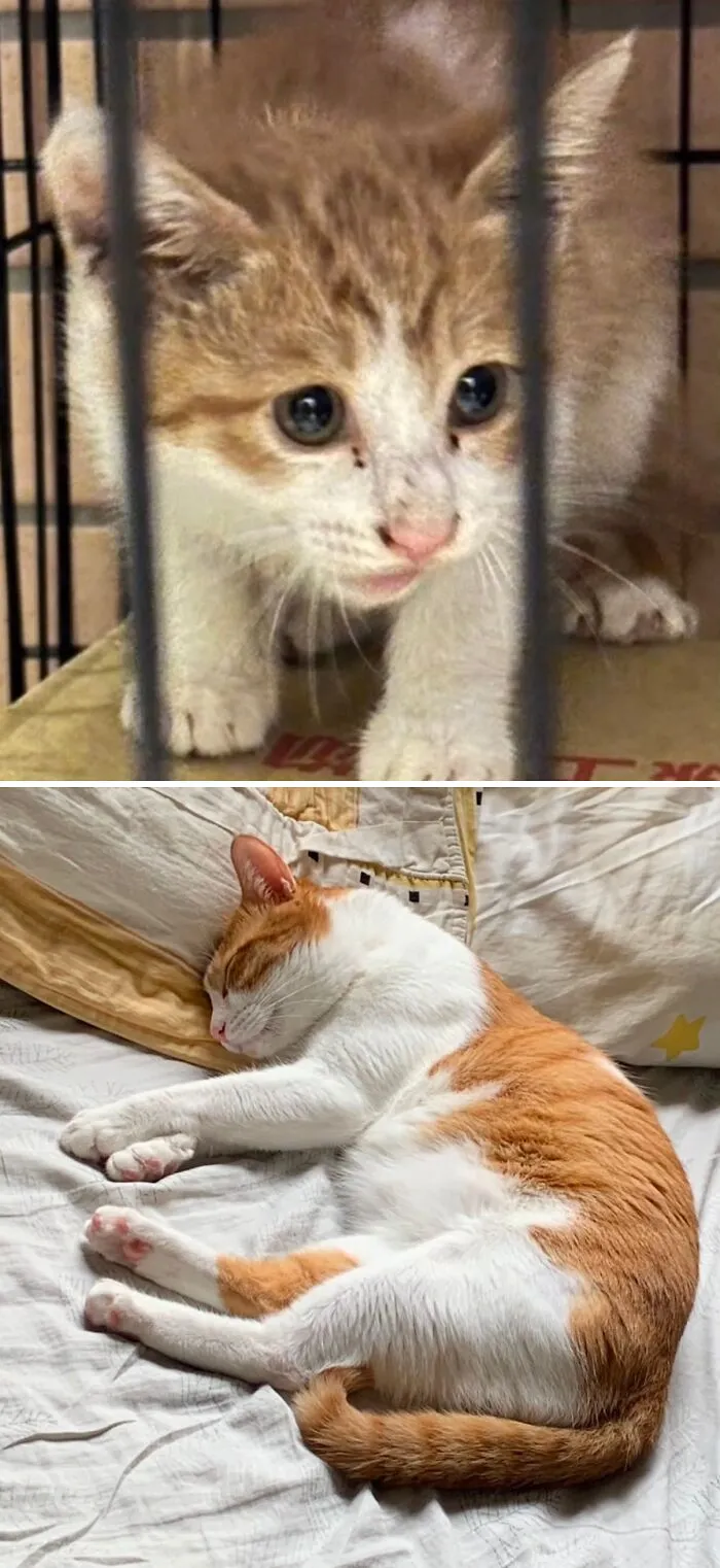 A before-and-after image of a rescue cat transformation: a tiny kitten in a cage and a grown cat sleeping peacefully.