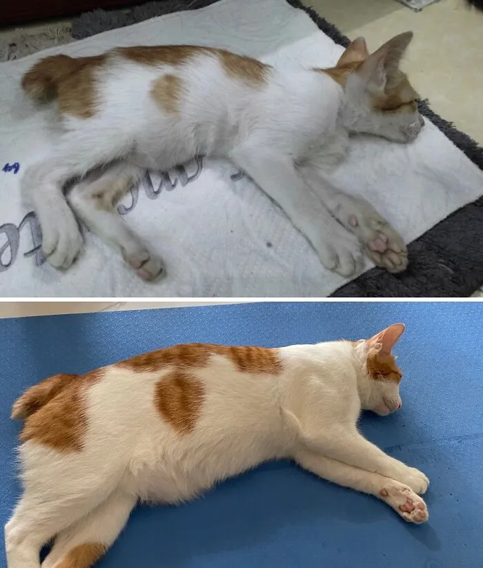 A heartwarming rescue cat transformation from a thin kitten to a plump, sleeping cat.