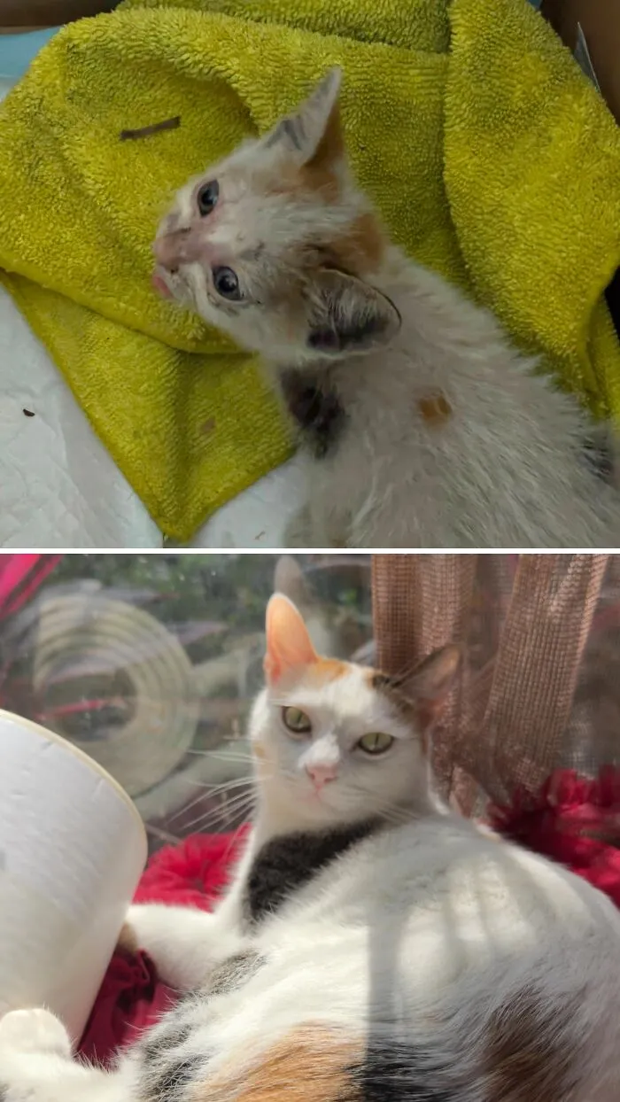 A before-and-after image displaying a very young, sickly rescue cat, then a beautiful, vibrant adult cat.