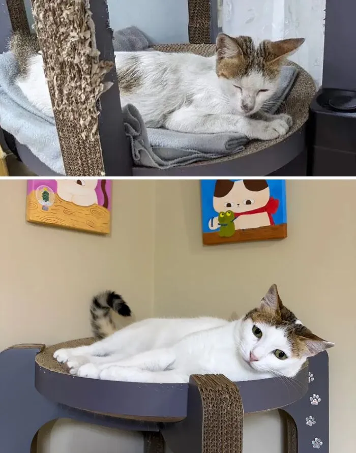 A rescue cat transformation featuring a sad-looking kitten finding comfort and becoming a happy cat.