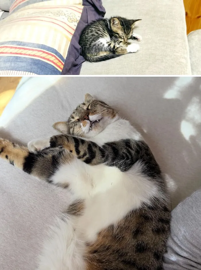 A lovely rescue cat transformation, showing a tiny kitten growing into a content, sleepy adult cat.