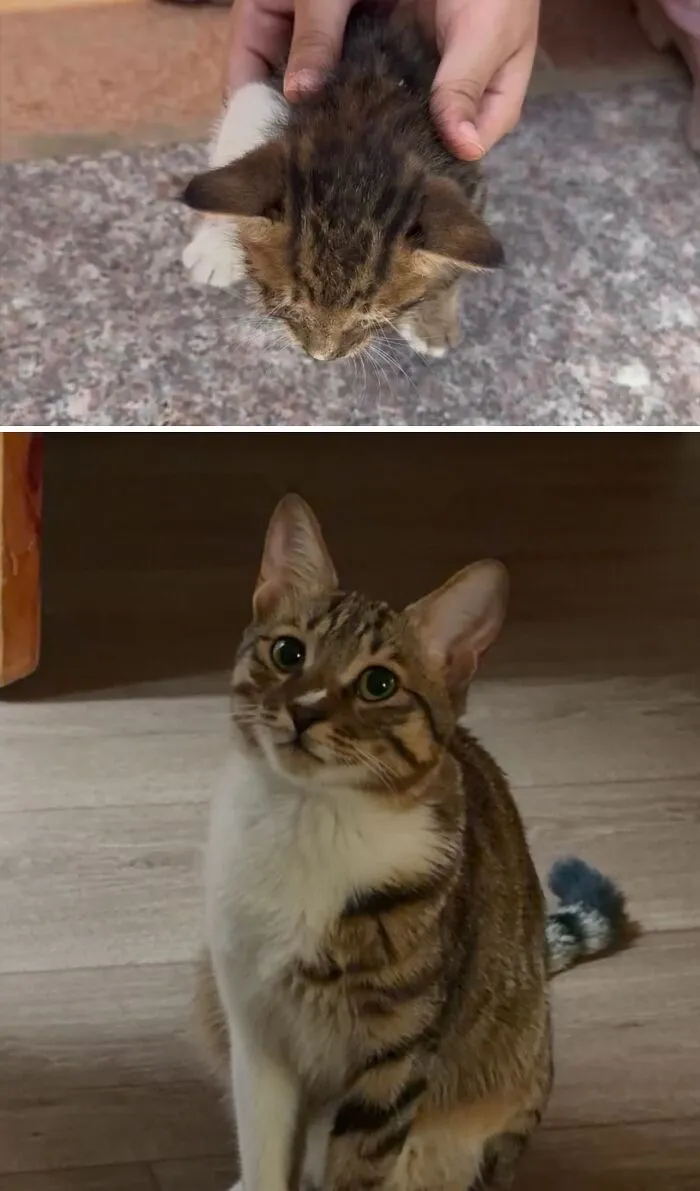 A before-and-after image showing a small, scruffy tabby rescue cat being held, then a healthy adult cat.