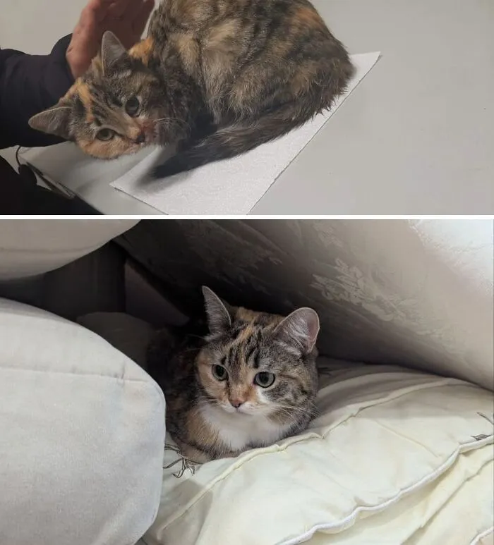 A before-and-after image featuring a timid calico rescue cat, then a comfortable, well-fed cat resting.