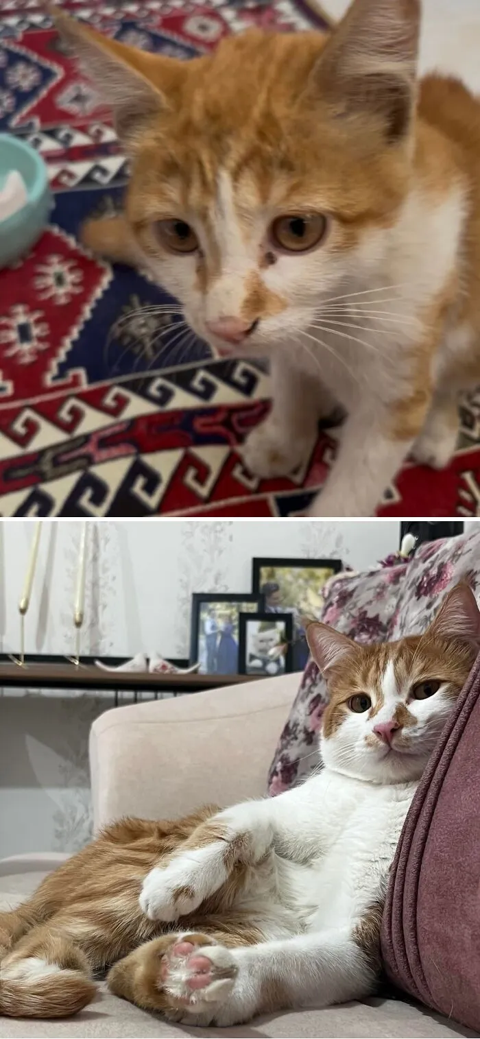 A before-and-after image of an orange and white rescue cat, initially looking scared, then relaxed on a couch.