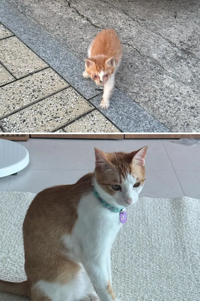 A before-and-after image of a tiny, thin orange and white rescue cat walking, then a healthy, alert adult cat.